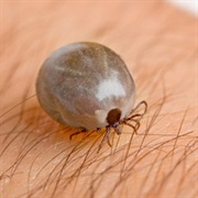 Remove Ticks