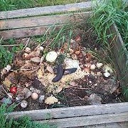 Compost Heap