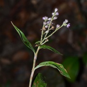 Floscopa Scandens