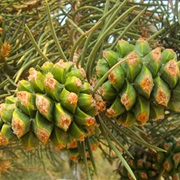 Pinyon Pine