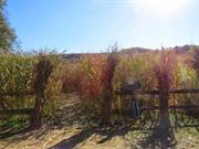 Milton - Wander the Corn Maze at Cooper Family Farms