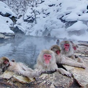 Jigokudani Monkey Park