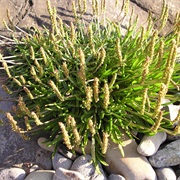Sea Plantain (Plantago Maritima)