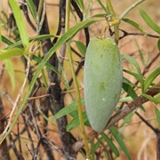 Bush Banana (Marsdenia Australis)