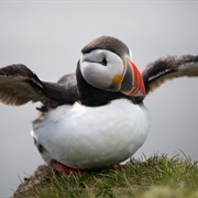 Puffin Island, Iceland
