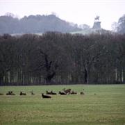 Windsor Great Park