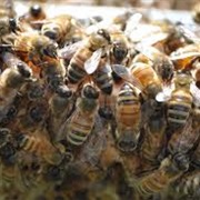 A Bike of (Wild) Bees