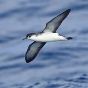 Barolo Shearwater