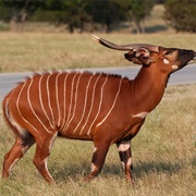 Mountain Bongo