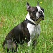 Boston Terrier