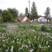 Clear Lake (Skagit County), Washington
