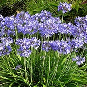 Agapanthus