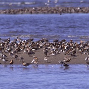 Cape May National Wildlife Refuge