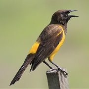 Yellow-Rumped Marshbird