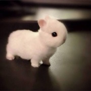 Dwarf Bunny