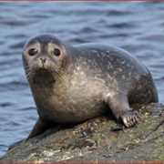 Common Seal