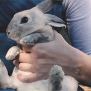 Hold a Bunny