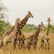 Quiçama National Park, Angola