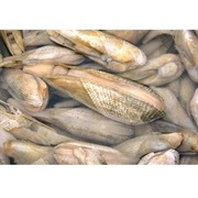 Oriental Angel Wing / Angel's Wing Clam