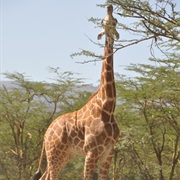 Rothschild's Giraffe