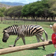 Visiting a Zoo