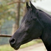 Arabo-Friesian
