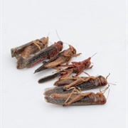 Locusts