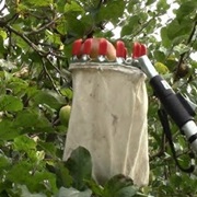 Pick and Eat Fresh Fruit off the Tree
