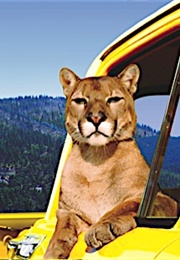 Charlie, Charlie the Lonesome Cougar (1967)