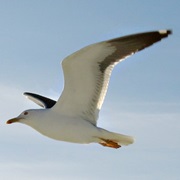 Sea Gull or Other Shore Bird