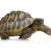 Female Turtles Hiss, Males Grunt.