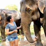 Visit an Elephant Sanctuary