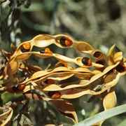 River Jam (Acacia Coriacea)