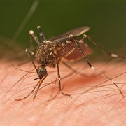 Acarophobia- Fear of Itching or of the Insects That Cause Itching