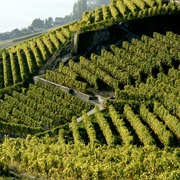 Wine Route