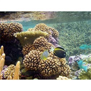 Coral Reefs Support the Most Species Per Unit Area