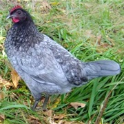 Delaware Blue Hen