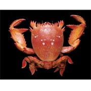 Red Frog Crab