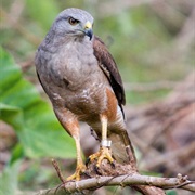 Ridgway's Hawk