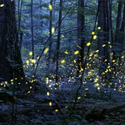 See Fireflies