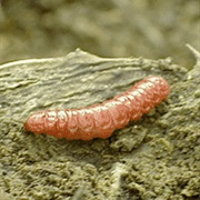 Caterpillars (Other)