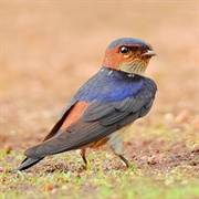 Red-Rumped Swallow
