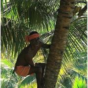 Watch a Professional Coconut Tree Climber