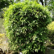 Winged Prickly Ash (Zanthoxylum Armatum)