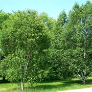 Paper Birch