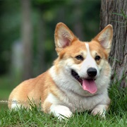 Corgi
