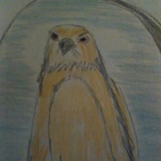 Golden Hawk (Angelina Jensen)