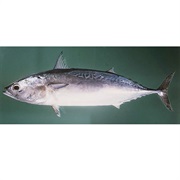 Frigate Tuna / Frigate MacKerel