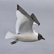 Sabine's Gull