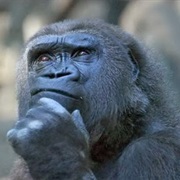 Set Yourself the Dream of a Lifetime (Or Several...)